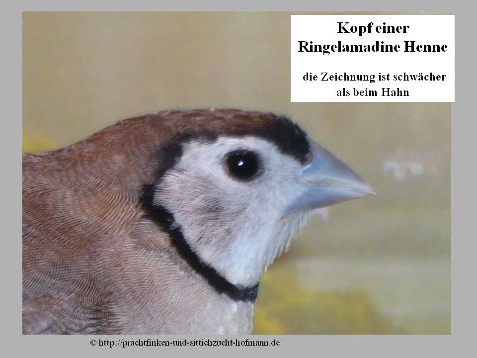 Ringelamadine, Ringelastrild, Gitterflügelastrild, Stizoptera bichenovii